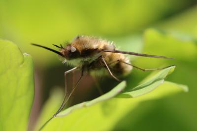 <i>Bombylius major</i>