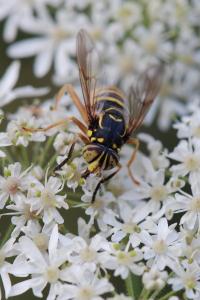 <i>Spilomyia manicata</i>