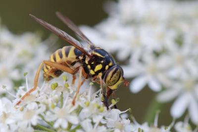 <i>Spilomyia manicata</i>