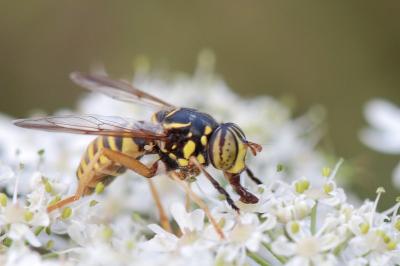 <i>Spilomyia manicata</i>