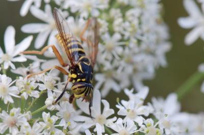 <i>Spilomyia manicata</i>
