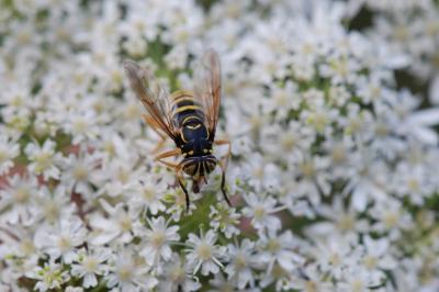 <i>Spilomyia manicata</i>