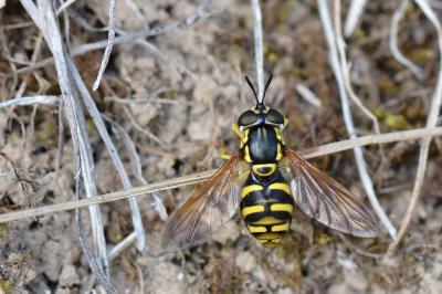 <i>Chrysotoxum elegans</i>