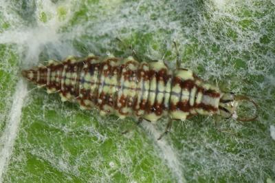 <i>Chrysoperla</i>
