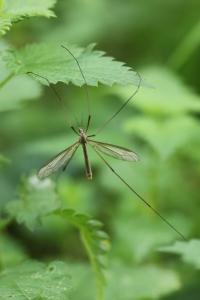 <i>Tipula paludosa</i>