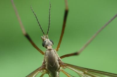 <i>Tipula paludosa</i>