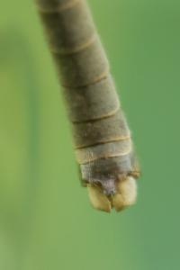 <i>Tipula paludosa</i>