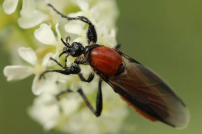<i>Bibio hortulanus</i>