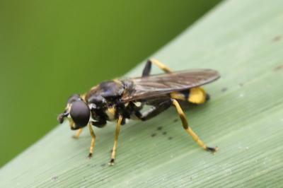 <i>Xylota sylvarum</i>