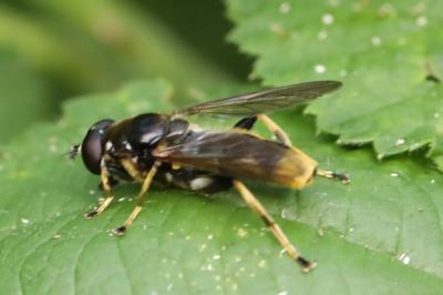 <i>Xylota sylvarum</i>