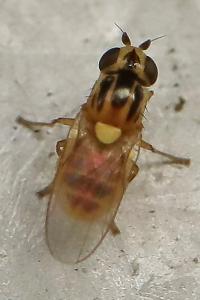 <i>Thaumatomyia</i>