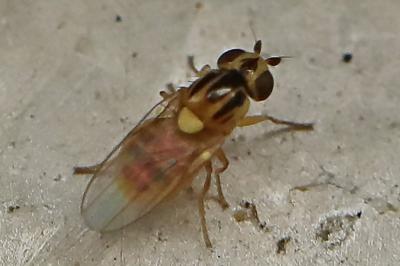 <i>Thaumatomyia</i>