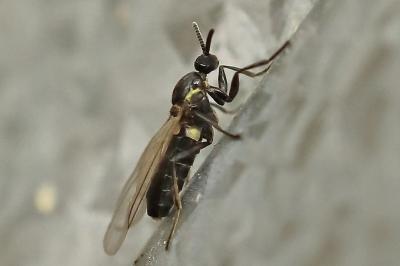 <i>Scatopse notata</i>