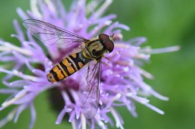 <i>Episyrphus balteatus</i>