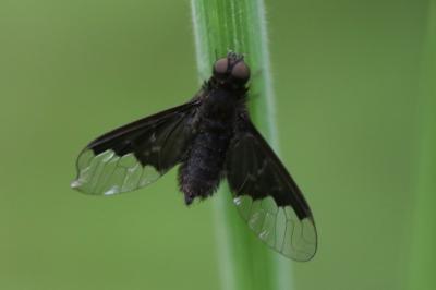<i>Hemipenthes morio</i>