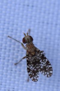 <i>Trypetoptera punctulata</i>