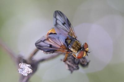 <i>Ectophasia crassipennis</i>