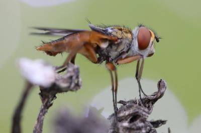 <i>Ectophasia crassipennis</i>