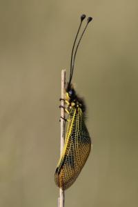 <i>Libelloides longicornis</i>