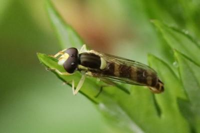 <i>Sphaerophoria scripta</i>