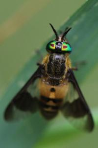 <i>Chrysops viduatus</i>