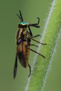 <i>Chrysops viduatus</i>