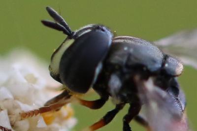 <i>Paragus</i>