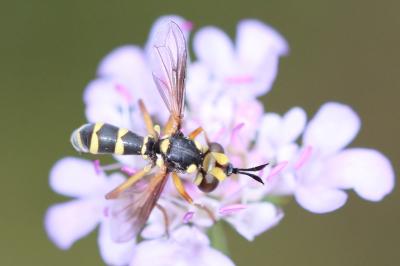 <i>Conops scutellatus</i>