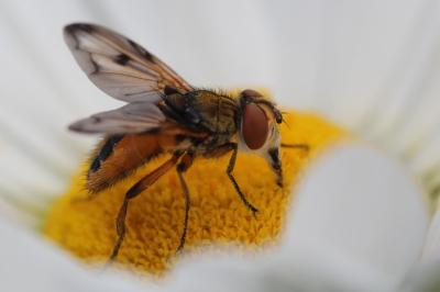 <i>Ectophasia crassipennis</i>