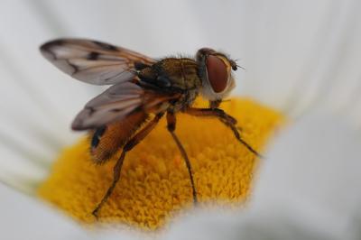 <i>Ectophasia crassipennis</i>