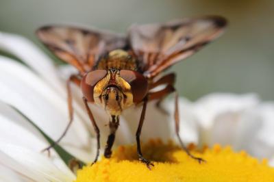 <i>Ectophasia crassipennis</i>