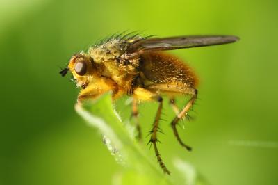 Scathophaga stercoraria