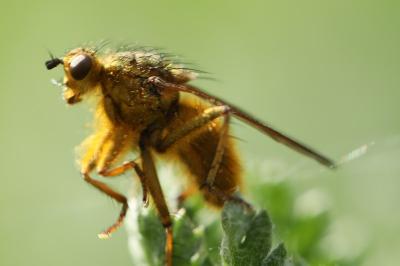 <i>Scathophaga stercoraria</i>