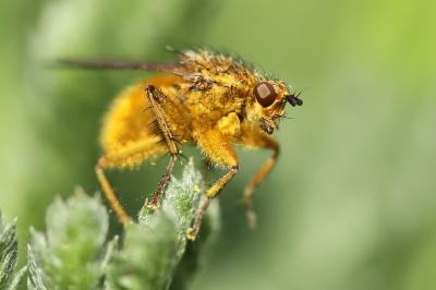 <i>Scathophaga stercoraria</i>