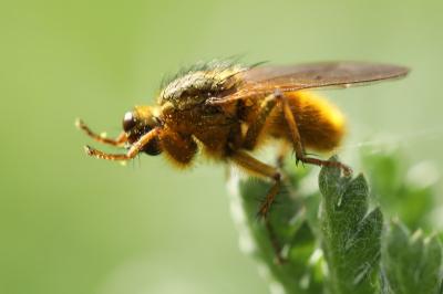 Scathophaga stercoraria