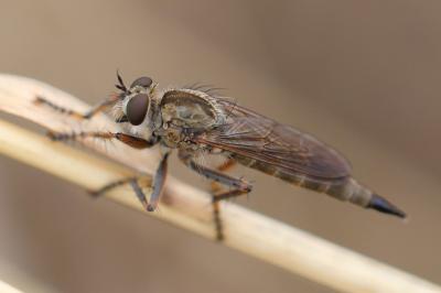 Tolmerus cingulatus