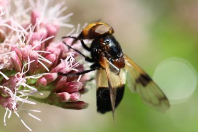 <i>Volucella pellucens</i>