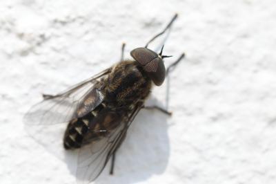 <i>Tabanus</i>