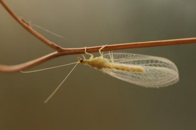 <i>Chrysoperla</i>