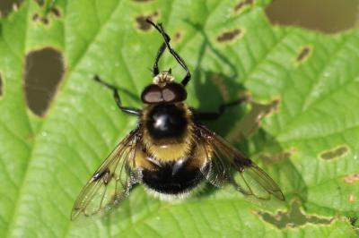 <i>Volucella bombylans</i>
