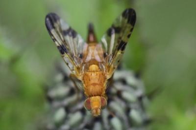 <i>Xyphosia miliaria</i>