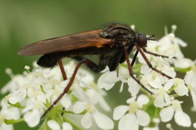 Empis marqueté