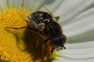 <i>Eristalinus sepulchralis</i>
