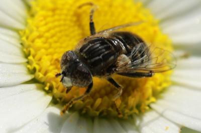 <i>Eristalinus sepulchralis</i>