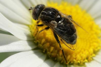 <i>Eristalinus sepulchralis</i>