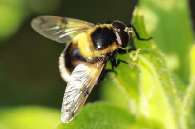 <i>Volucella bombylans</i>