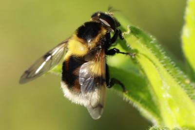 <i>Volucella bombylans</i>