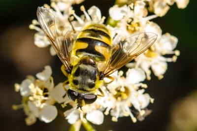 <i>Myathropa florea</i>