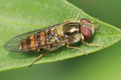 <i>Episyrphus balteatus</i>