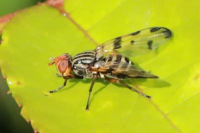 <i>Otites porcus</i>